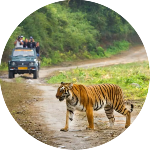 Bengal tiger crossing a forest track while tourists observe from a safari jeep in Jim Corbett National Park.