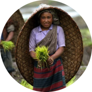 Local woman in traditional attire carrying freshly harvested rice in rural Northeast India.